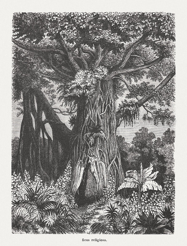 神圣无花果(Ficus religiosa)，木刻，出版于1894年